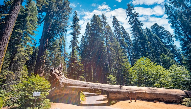 unusual tunnels,unusual tunnels in the world,the tower tunnel,japan,tunnel log,california,usa,tunnel of love,ukraine,tunnel rock,california,usa,tunnel of fish,spain,the l tunnel,illinois,usa
