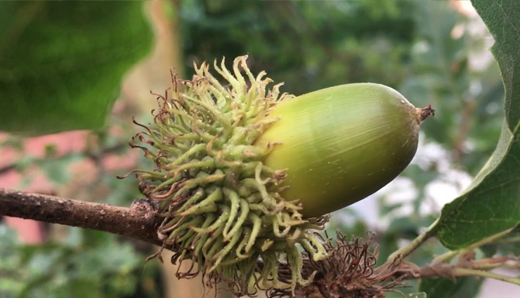 acorn types and varieties,different kinds of acorns to recognize,acorn classifications and species,acorn diversity: types to be aware of,identifying various acorn variations,acorn kinds and their characteristics,understanding acorn diversity and types,types of acorns to familiarize with,exploring acorn varieties and classifications,different acorn species and their traits