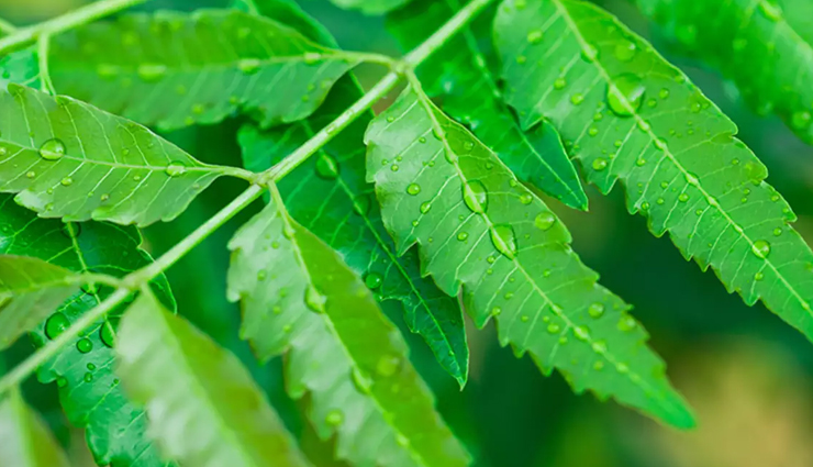 turmeric powder,remedies for acne marks,remedies for pimples,skin care tips,beauty tips