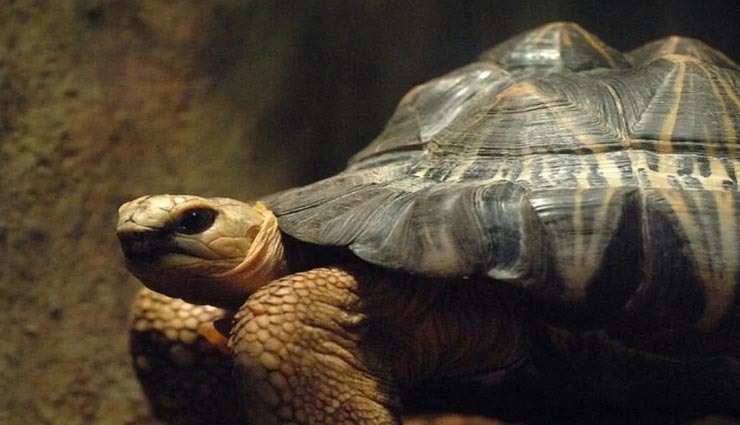 vastu tips,vastu tips in hindi,feng shui tips,turtle position in house