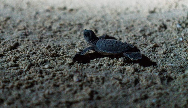 malaysia,malaysia tourism,tourist places in malaysia,malaysia travel,malaysia travel guide,malaysia travel tips