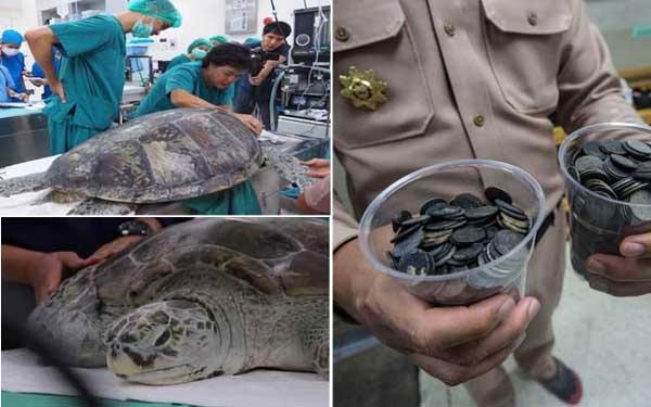 turtle found with coins,thailand,weird story