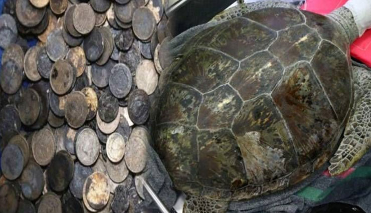 एक कछुए के पेट से निकले इतने सिक्के, देख डॉक्टर हुए हैरान
