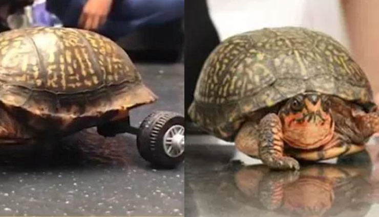 विकलांग कछुए के लिए बनाई स्पेशल व्हील चेयर, वीडियो वायरल