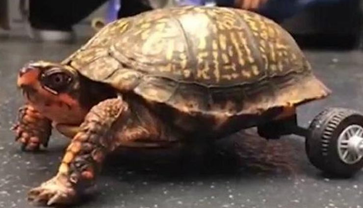 विकलांग कछुए के लिए बनाई स्पेशल व्हील चेयर, वीडियो वायरल disabled turtle,viral video,social media,weird story,weird news