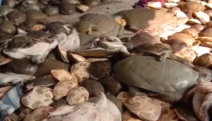 मालदा टाउन एक्सप्रेस से बरामद किए 650 कछुए,  तस्कर ले जा रहे थे पश्चिम बंगाल 