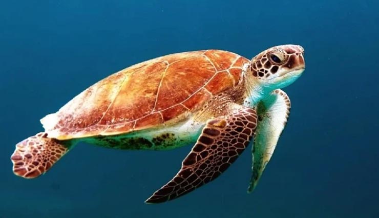 शायद ही जानते होंगे आप कछुओं से जुड़े ये रोचक तथ्य, कर देंगे आपको हैरान