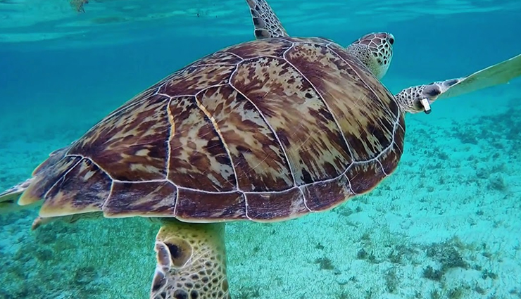 udupi attractions,karnataka tourism,tourist places in udupi,best places to visit in udupi,udupi tourism,udupi sightseeing,udupi travel guide,udupi beach,udupi temples,udupi heritage sites,udupi museums,udupi aquarium,udupi islands,udupi pilgrimage sites