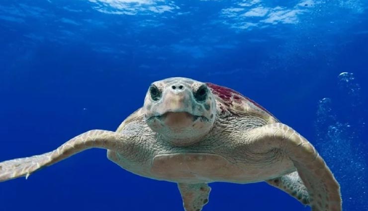 शायद ही जानते होंगे आप कछुओं से जुड़े ये रोचक तथ्य, कर देंगे आपको हैरान weird news,weird information,turtles facts,interesting facts