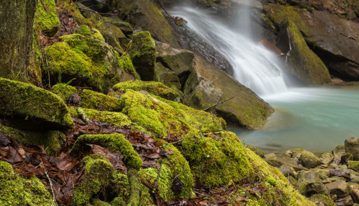 forest camping,forest camping across the world,world tourism,holidays,travel guide