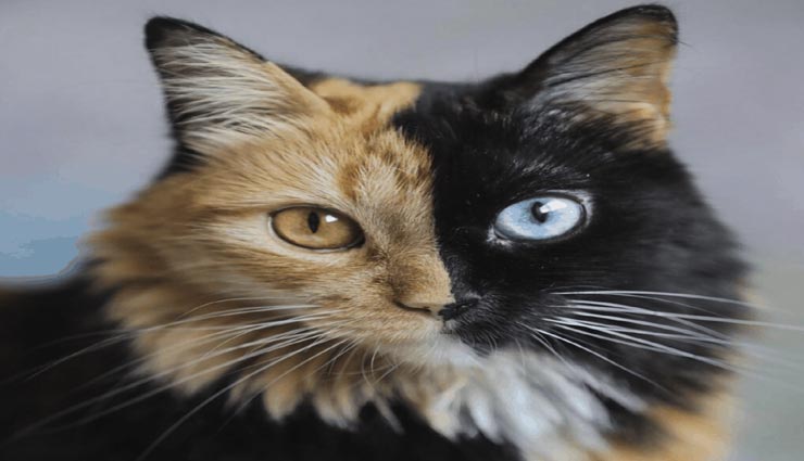 weird news,weird cat,two faced cat,quimera,viral on social media