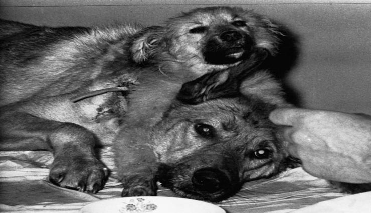 वैज्ञानिक का खतरनाक प्रयोग, बना ड़ाला दो सर वाला कुत्ता