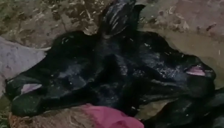 हरियाणाः भैंस ने दिया दो मुंह वाले कटड़े को जन्म, तस्वीरें सोशल मीडिया पर हो रही है वायरल haryana news,sonipat news,omg,bufallo,weird news in hindi