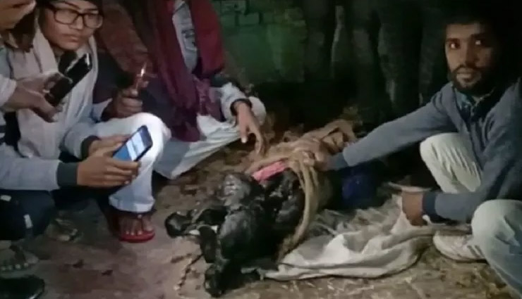 हरियाणाः भैंस ने दिया दो मुंह वाले कटड़े को जन्म, तस्वीरें सोशल मीडिया पर हो रही है वायरल haryana news,sonipat news,omg,bufallo,weird news in hindi