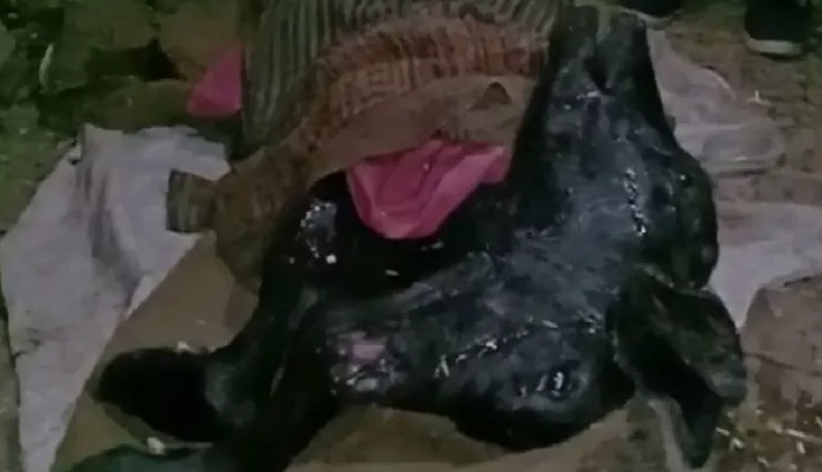 हरियाणाः भैंस ने दिया दो मुंह वाले कटड़े को जन्म,  तस्वीरें सोशल मीडिया पर हो रही है वायरल