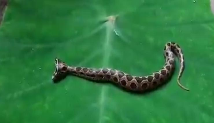 महाराष्ट्र ने दिखाई दिया दुर्लभ प्रजाति का दो मुंह वाला जहरीला सांप, किया गया रेस्क्यू 