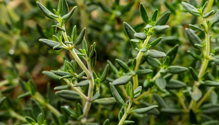 ayurvedic plants,beauty benefits of auurvedic plants,beauty tips,skin care tips