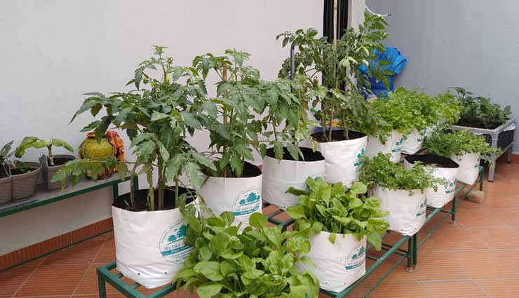 different types of home gardening,home gardening tips,gardening tips,vegetable kitchen gardens,flower gardens,tire gardens,container gardens,greenhouse gardens