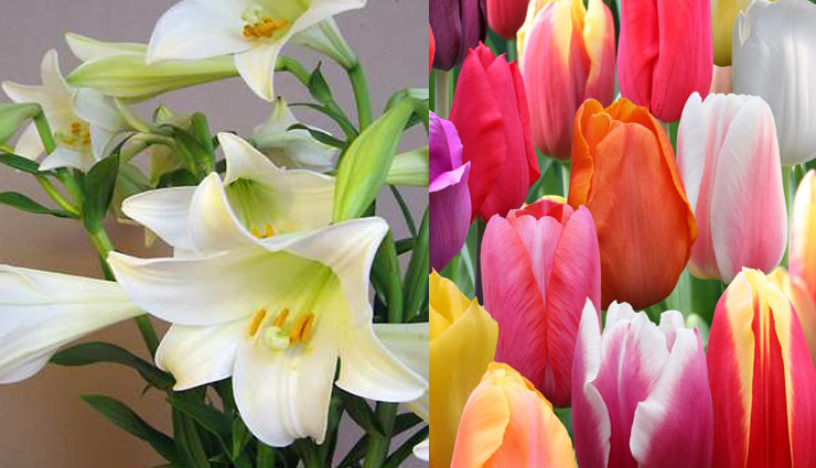 best romantic flowers for bedroom,how to increase romance,home decor,beautiful flowers