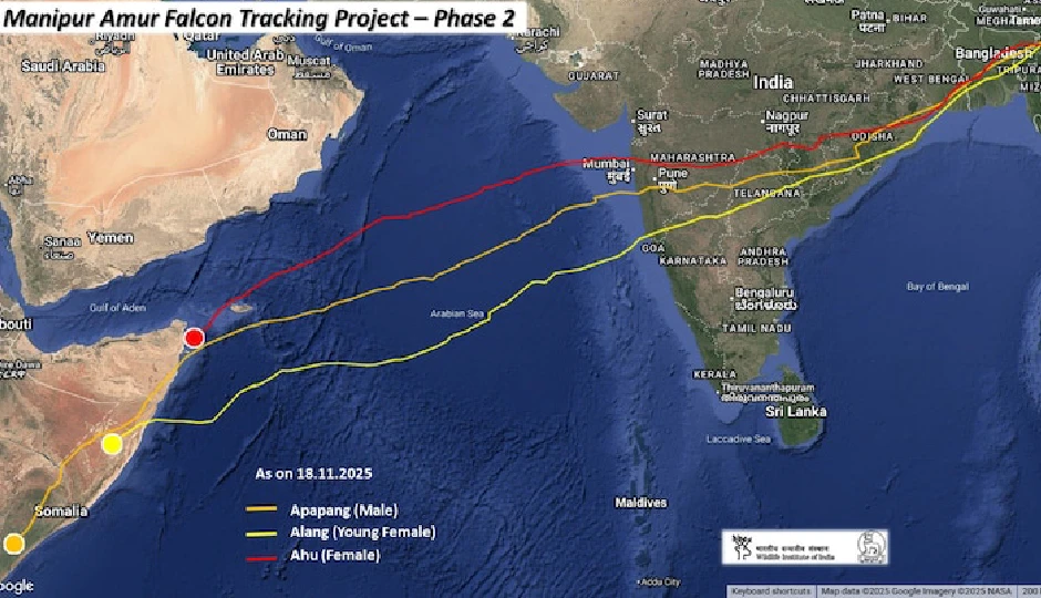 6 दिन, 8 घंटे और 6100 किमी की अविश्वसनीय उड़ान, छोटे से बाज की यह कहानी कर देगी हैरान amur falcon migration,6100 km bird flight,bird travel record,apapangk falcon,alang falcon,aahu falcon,long distance bird migration,satellite tagged birds,manipur to kenya flight,african migration birds,nonstop bird flight,small raptor migration,amur falcon india africa route