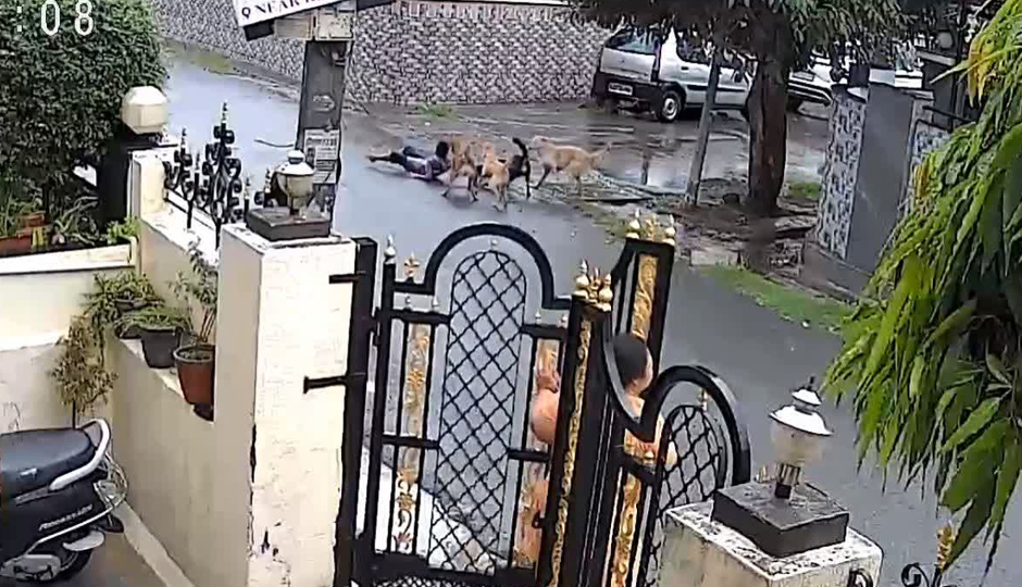 उदयपुर में मासूम पर आवारा कुत्तों का जानलेवा हमला, कॉलोनी में दहशत का माहौल, नगर निगम पर लापरवाही का आरोप
