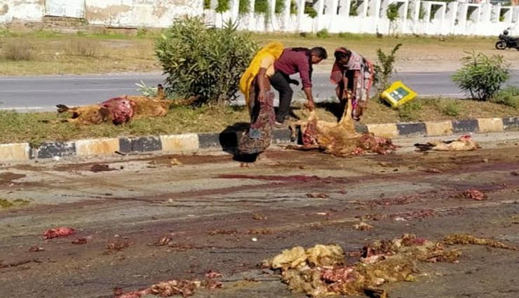 उदयपुर : हाइवे पर अनियंत्रित ट्रोले का तांडव, 100 से अधिक भेड़ों को कुचला, शवों के चिथड़े चारों और फेले