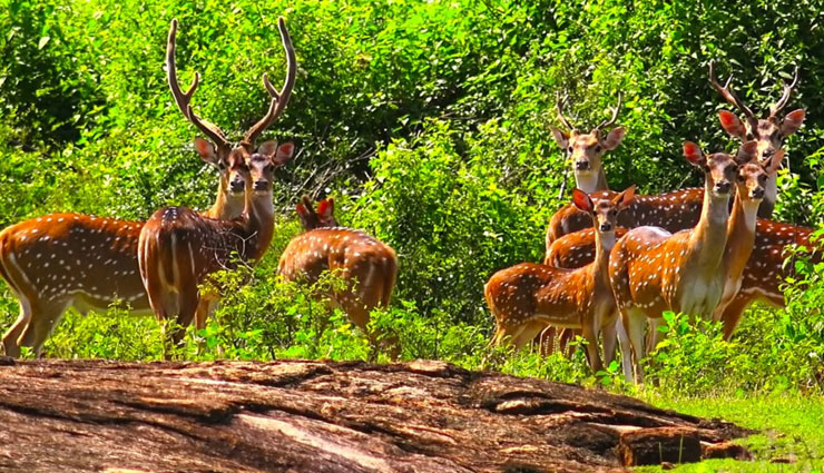 sri lanka travel,best places to visit in sri lanka,sri lanka tourism,sri lanka attractions,top destinations in sri lanka,colombo travel,bentota beach,kandy temple,galle fort,polonnaruwa ruins,yala national park,udawalawe safari,sri lanka vacation,sri lanka itinerary