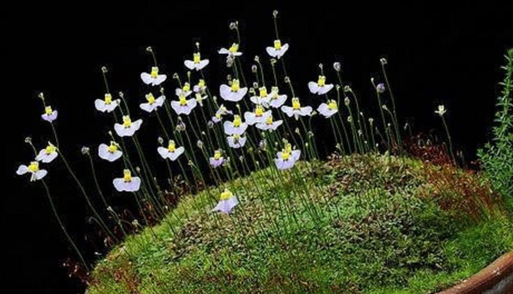 weird flowers,weird flowers in the world,holidays,travel