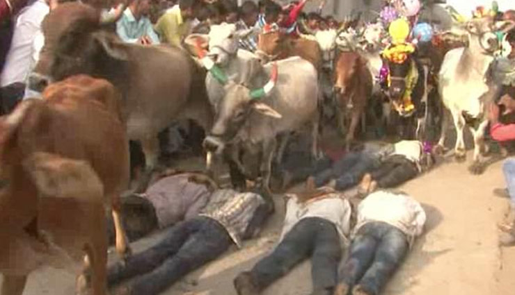 ujjain,badnagar,cow superstitious,diwali,dipawali,ujjain,madhya pradesh,weird news in hindi