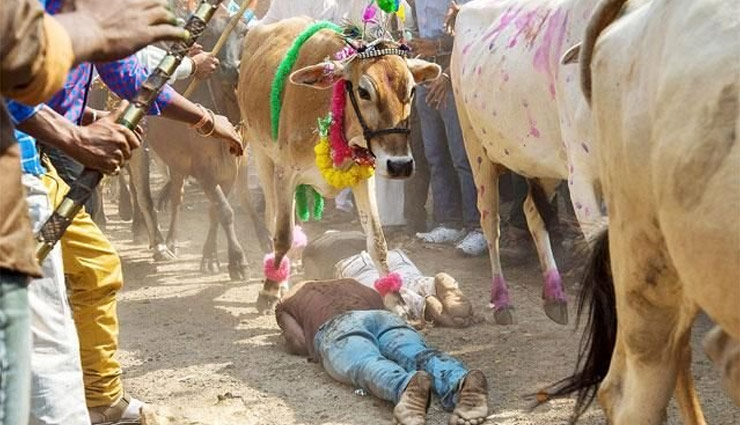 ujjain,badnagar,cow superstitious,diwali,dipawali,ujjain,madhya pradesh,weird news in hindi