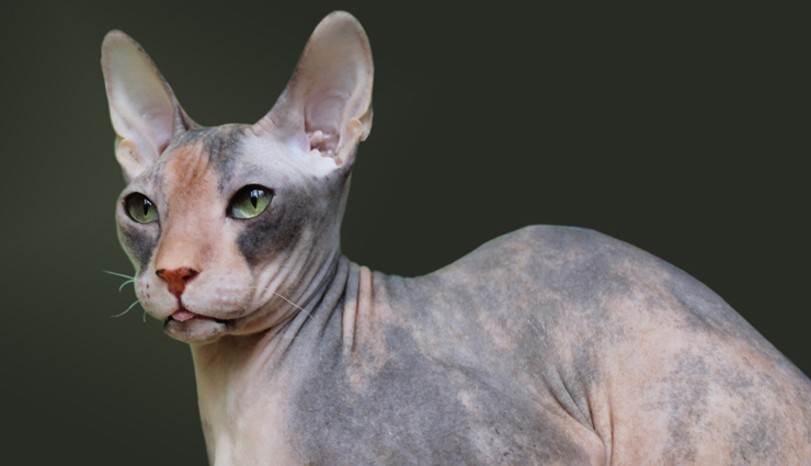 cat breeds,weird cat breed,cat,wild cat,holidays