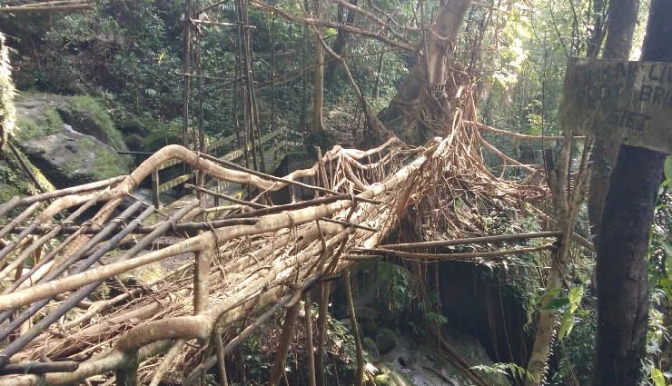 living root bridges meghalaya,meghalaya natural wonders,famous bridges in meghalaya,eco-tourism meghalaya,unique bridges in india,trekking destinations meghalaya,khasi hills root bridges,sustainable tourism meghalaya,meghalaya tourist attractions,traditional bridges meghalaya