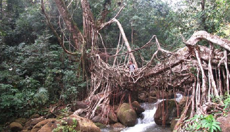 living root bridges meghalaya,meghalaya natural wonders,famous bridges in meghalaya,eco-tourism meghalaya,unique bridges in india,trekking destinations meghalaya,khasi hills root bridges,sustainable tourism meghalaya,meghalaya tourist attractions,traditional bridges meghalaya