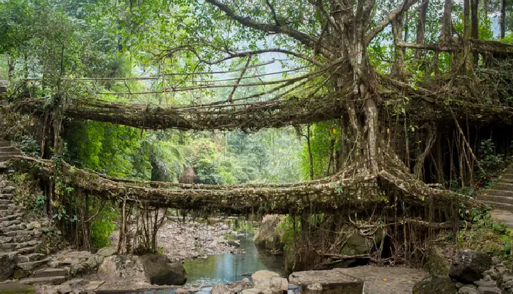 root bridges meghalaya,living root bridges,famous root bridges,meghalaya tourism,ummonoi root bridge,umkar root bridge,ritymmen root bridge,umshiang root bridge,mawsaw root bridge,meghalaya trekking,natural wonders meghalaya,adventure tourism meghalaya,khasi tribe bridges,ecotourism meghalaya,meghalaya hiking trails