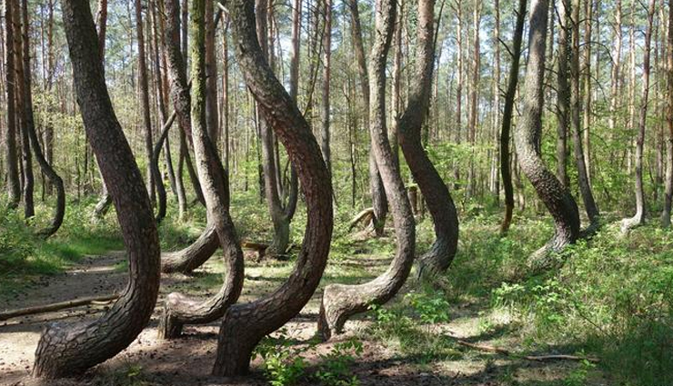 lake natron,slope point,underwater park,christ of the abyss,the silfra rift,sea of stars,huashan mountain,the road to heaven,crooked forest,pink sands beach,richat structure,unbelievable places in the world,places in the world