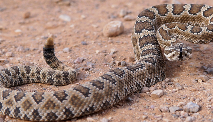 unconventional foods,unconventional foods around the world,weird food in the world,ant egg soup,fried spiders,donkey genitals,rattlesnake,locusts,frog legs,camel burger