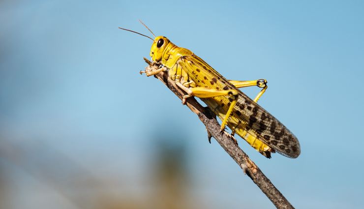 unconventional foods,unconventional foods around the world,weird food in the world,ant egg soup,fried spiders,donkey genitals,rattlesnake,locusts,frog legs,camel burger