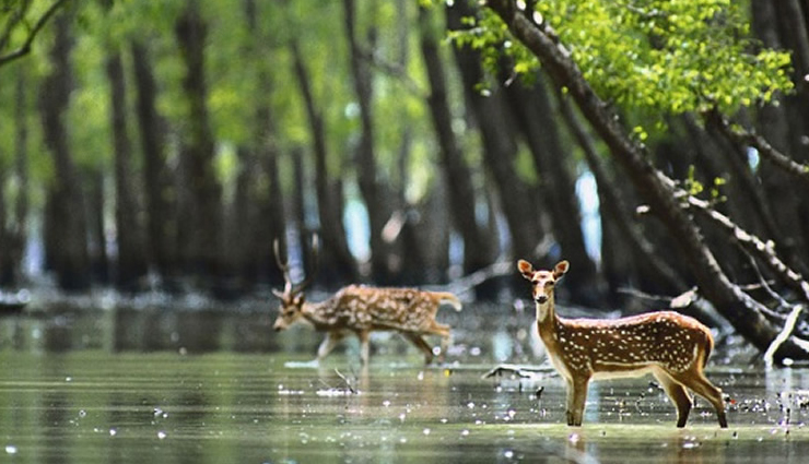 unesco world heritage sites,unesco world heritage sites in india,great himalayan national park,kaziranga national park,nanda devi and valley of flowers national park,keoladeo national park,sundarbans national park