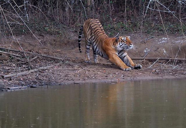 unxplored wildlife sanctuaries in india,least explored wildlife sanctuaries,wildlife sanctuaries in india,coringa wildlife sanctuary,andhra pradesh,krishna wildlife sanctuary,andhra pradesh,kumbhalgarh wildlife sanctuary,rajasthan,sita mata wildlife sanctuary,rajasthan,nagzira wildlife sanctuary,maharashtra