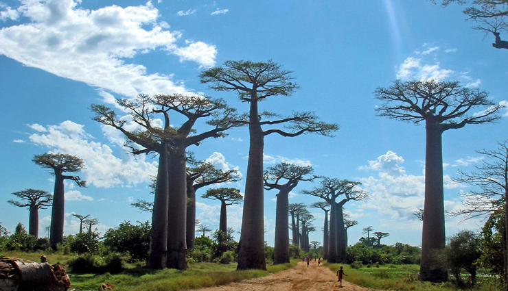 unique destinations to travel,avenue of the baobabs,madagascar,glow worm caves,new zealand,the great dune of pyla,france,ice hotel,sweden,the polar bear capital of the world,canada