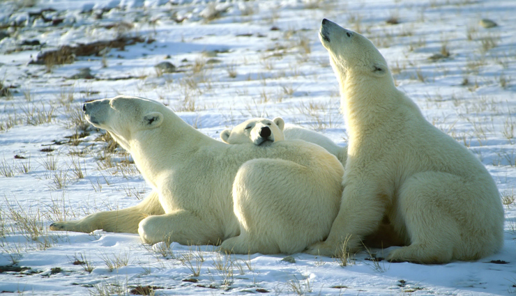 unique destinations to travel,avenue of the baobabs,madagascar,glow worm caves,new zealand,the great dune of pyla,france,ice hotel,sweden,the polar bear capital of the world,canada