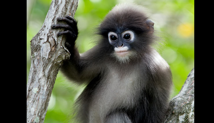 unique species of monkey,monkey,hoolock gibbons,hoollongapar gibbon sanctuary,lion tailed macaque,silent valley national park,capped langur,nameri national park,nilgiri langur,nilgiri hills,golden langur,chakrashila wildlife sanctuary