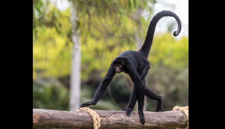 unique species of monkey,monkey,hoolock gibbons,hoollongapar gibbon sanctuary,lion tailed macaque,silent valley national park,capped langur,nameri national park,nilgiri langur,nilgiri hills,golden langur,chakrashila wildlife sanctuary