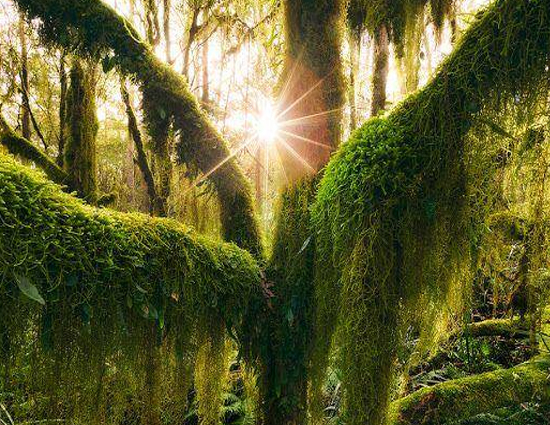 5 Most Beautiful as well as Unique Tree in the World