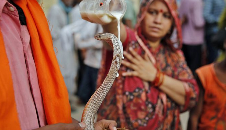 unusual festival,unusual festival in india,india,nag panchami,lathmar holi,uttar pradesh,bhagoria festival,madhya pradesh,theyyam,kerala,muharram,india,jallikattu,tamil nadu,thaipusam,tamil nadu