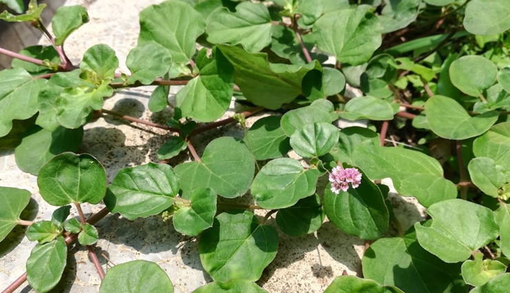 uric acid levels,food to reduce uric acid levels,Health tips,fitness tips