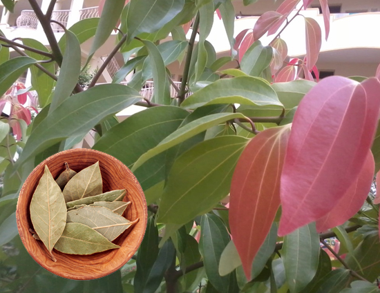 Bay Leaves Used in This Way Will Give Health Benefits