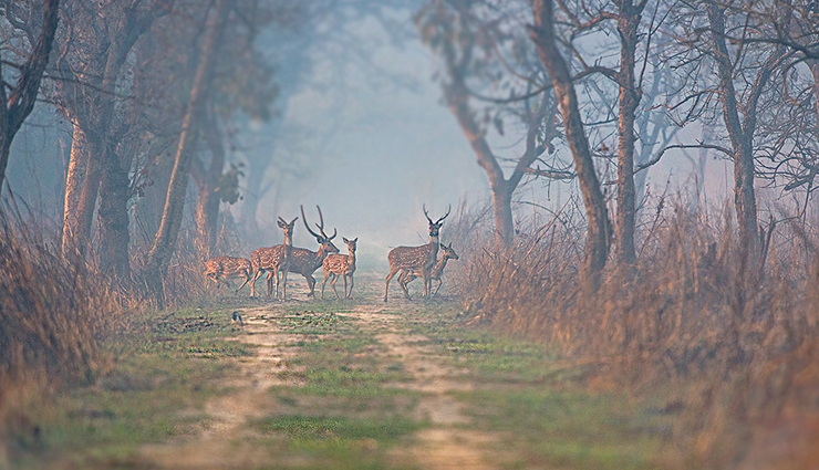 popular wildlife sanctuaries and national parks to visit in uttar pradesh,uttar pradesh,places to visit in uttar pradesh,dudhwa national park,bakhira wildlife sanctuary,chandraprabha wildlife sanctuary,dr bhimrao ambedkar bird wildlife sanctuary,hastinapur wildlife sanctuary,kaimur wildlife sanctuary