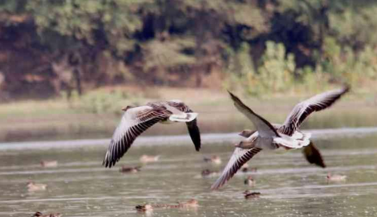 popular wildlife sanctuaries and national parks to visit in uttar pradesh,uttar pradesh,places to visit in uttar pradesh,dudhwa national park,bakhira wildlife sanctuary,chandraprabha wildlife sanctuary,dr bhimrao ambedkar bird wildlife sanctuary,hastinapur wildlife sanctuary,kaimur wildlife sanctuary