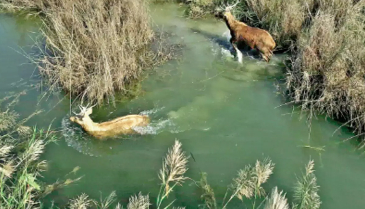 popular wildlife sanctuaries and national parks to visit in uttar pradesh,uttar pradesh,places to visit in uttar pradesh,dudhwa national park,bakhira wildlife sanctuary,chandraprabha wildlife sanctuary,dr bhimrao ambedkar bird wildlife sanctuary,hastinapur wildlife sanctuary,kaimur wildlife sanctuary